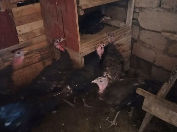 Turkeys — جمهوری آذربایجان