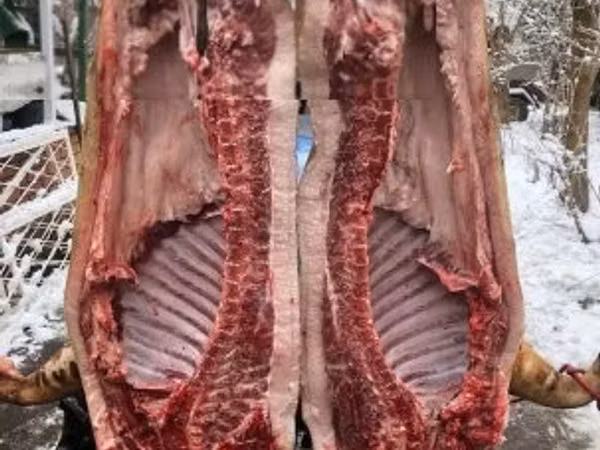 Pigs (batch, sex not specified), 