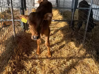 Cattle (batch, sex not specified), Jersey breed — photo 1