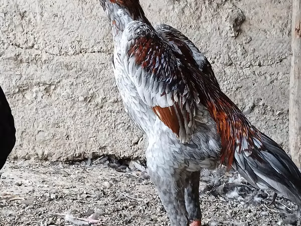 Chickens — Kyrgyzstan