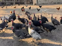 Turkeys — الصورة 3