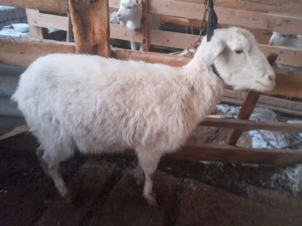 Goat, Goats — Uzbekistan