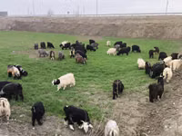 Goat, Goats — photo 7
