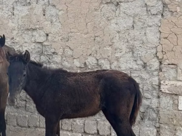 Kuda betina, Horses — Kazakhstan
