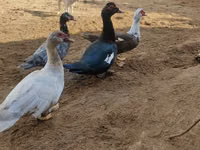 Ducks — photo 2