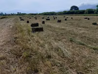 Խոտ երկու հետկար — φωτογραφία 1