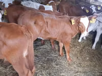 Tyre, Simmental cattle — foto 1