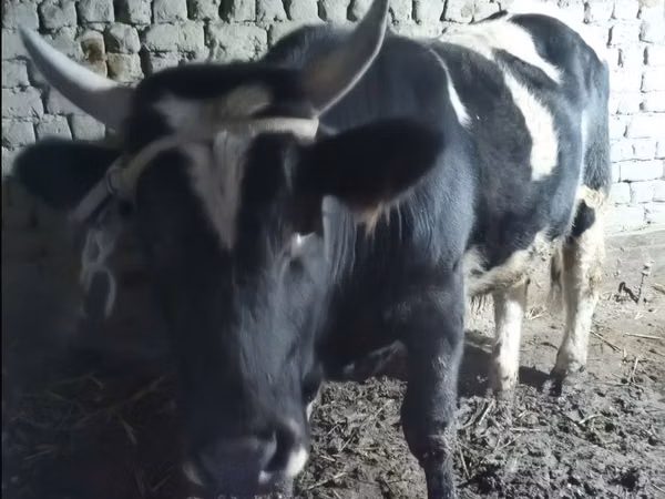 Bull, Cattle — Uzbekistan