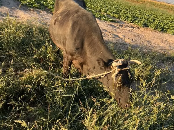 Cow, Aberdeen-Angus — Kyrgyzstan