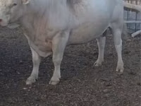 Bull, Auliekol breed — photo 1