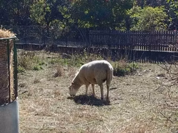母羊, Merino sheep