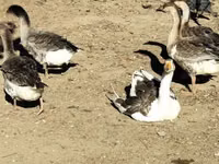 Geese — foto 2