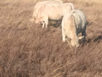 Bull, Swiss cattle — photo 3