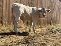 Banteng, Cast cow — foto 6
