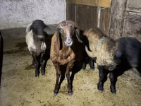 Ram, Schapen — foto 2