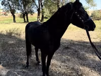 Atlar (parti, cinsiyet belirtilmedi), American shetland pony — foto 6