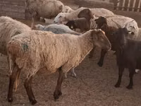 Ram, Sheep — photo 1