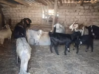 雌ヤギ, Saanen goat — 写真 4