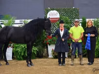 حصان, Rocky Mountain Horse — الصورة 3
