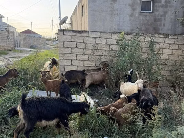 Koza, Kozy