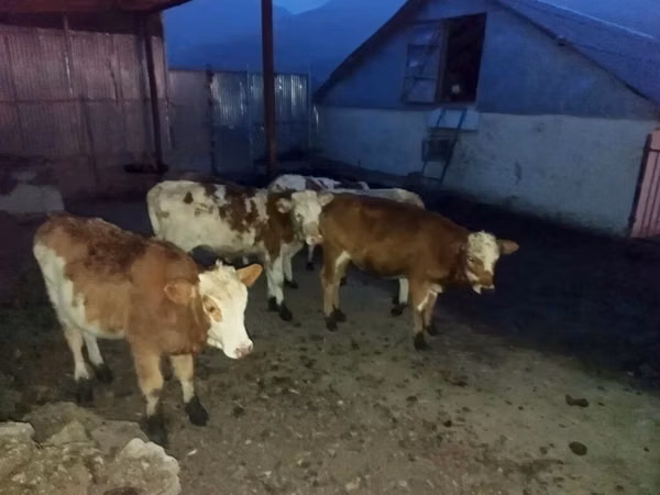 Cattle (batch, sex not specified), Red-spotted breed — Azerbaijan