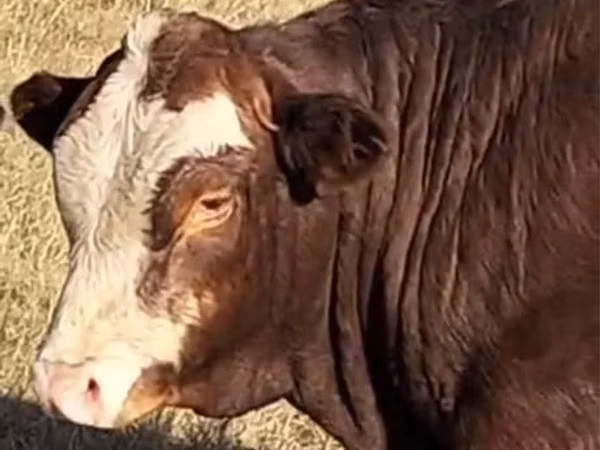 Bull, Kazakh White-headed cow — Kazakhstan