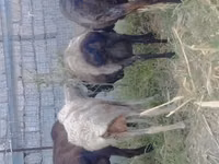 Sheep (batch, sex not specified), Sheep — photo 1