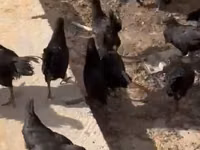 Chickens — عکس 2