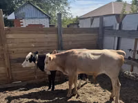 Bull, Cattle — photo 3