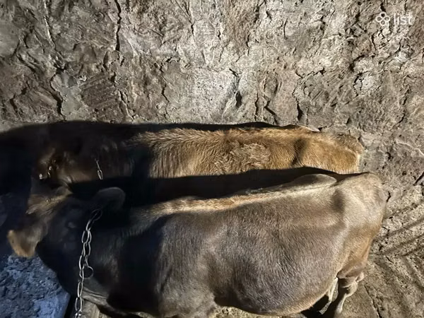 Ram, Sheep — Armenia