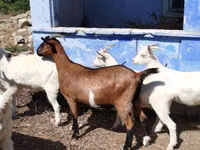 Goat, Goats — photo 2