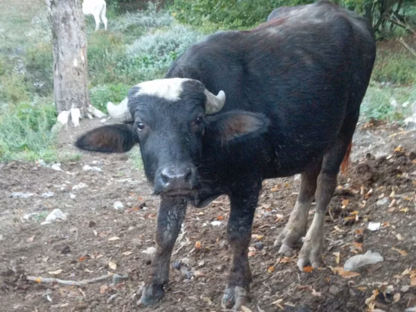 Bull, African Buffalo — Azerbaijan