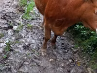 Cow, Cattle — photo 2