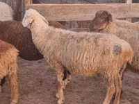 Ram, Sheep — photo 6