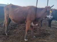 母牛, Cattle — 照片 3