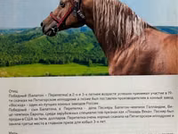 Iapă, Arabian horse — foto 4
