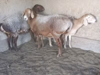 Ram, Arashan sheep — photo 1