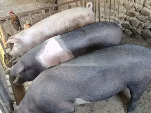 Sow, Pigs — Georgia