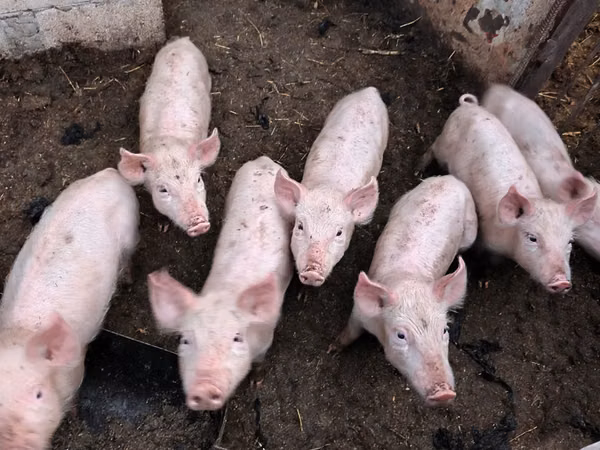 Sow, Pigs — Moldova