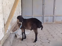 قوچ, گوسفند — عکس 1