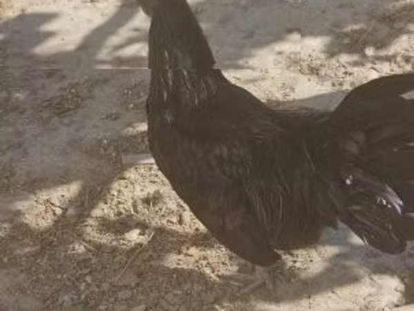 爪哇黑鸡