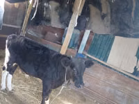 Cow, Latvian Blue cattle — photo 2