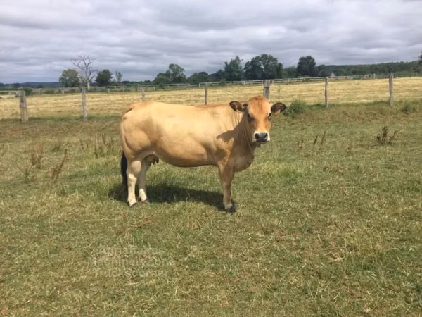 Cow, Partenaise cattle — United Kingdom