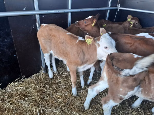 Bulle, Simmental cattle