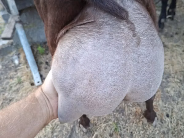 Billy Goat, Murcia-Granada goats — Moldova