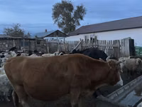 सांड, Latvian Blue cattle — फ़ोटो 3