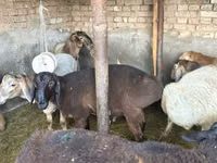 Sheep, Sheep — photo 3