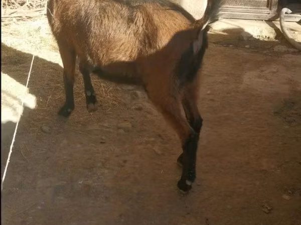 Ged, Alpine goat