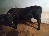Boğa, Aberdin Angus — foto 7