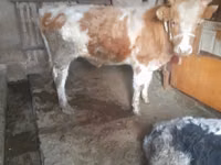 公牛, Cattle — 照片 3